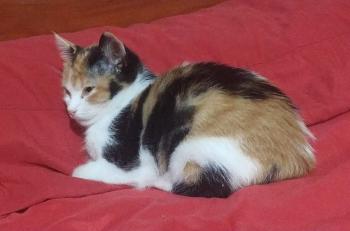 Nina Bild von Nina