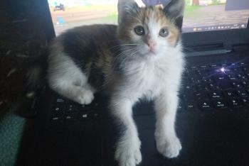 Nina Bild von Nina