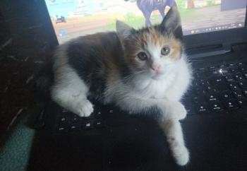 Nina Bild von Nina