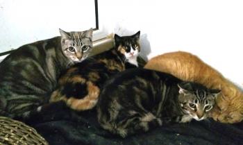 Babette Bild von Babette