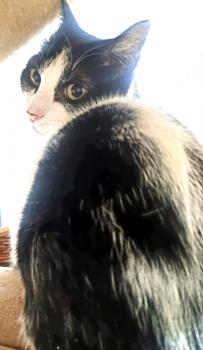 Tizian Bild von Tizian