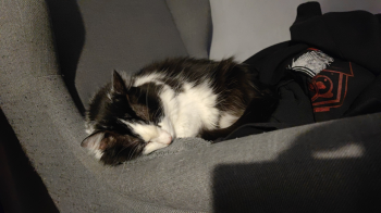Laurel Bild von Laurel