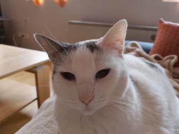 Desirée Bild von Desirée