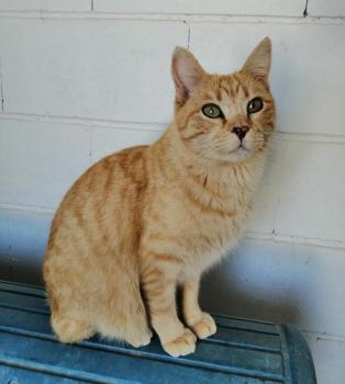Garfield Bild von Garfield