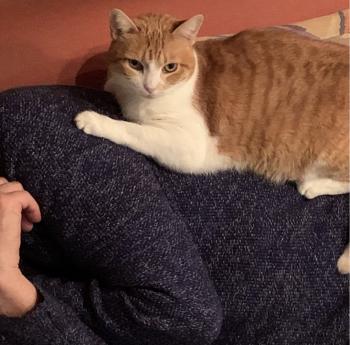 Misha Bild von Misha