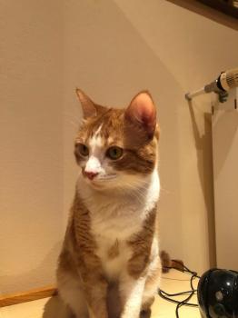 Baloo Bild von Baloo