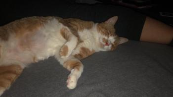 Baloo Bild von Baloo