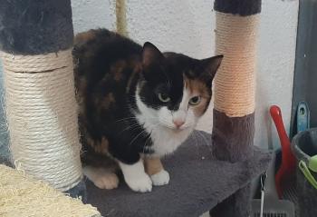 Loira Bild von Loira