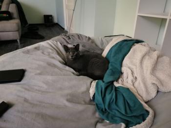 Nikita Bild von Nikita