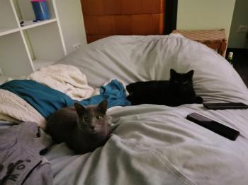 Blacky Bild von Blacky
