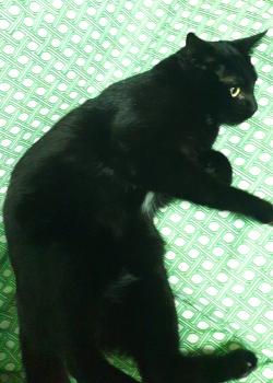 Charlie Bild von Charlie