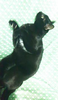 Charlie Bild von Charlie