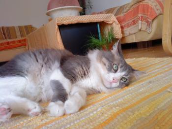 Chiqui Bild von Chiqui