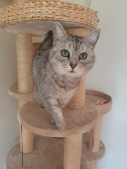 Daira Bild von Daira