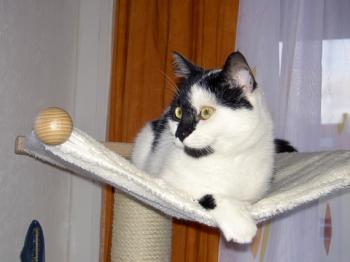 Paddy Bild von Panda