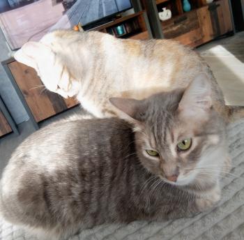 Amelia Bild von Amelia