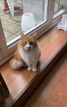 Cheddar Bild von Cheddar