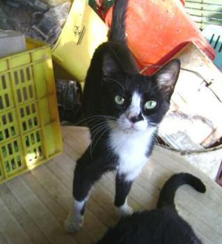 Arthurita Bild von Arthurita