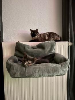 Aziza Bild von Aziza
