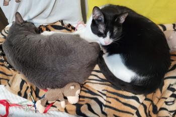 Titino Bild von Titino