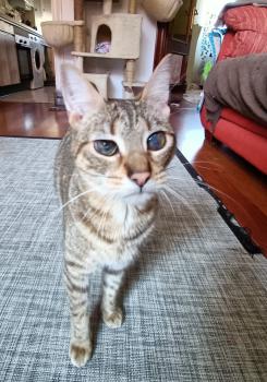 Cat Bild von Cat