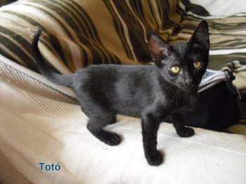 Toto Bild von Toto