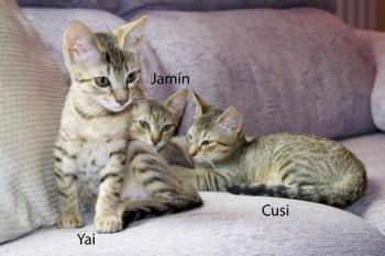 Yai Bild von Yai
