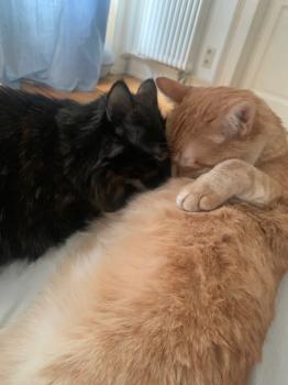 Tommy Bild von Tommy