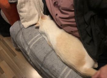 Perla Bild von Perla