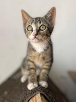 Bild von Miau