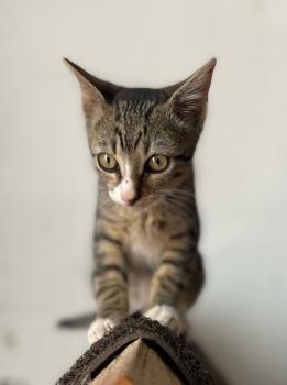 Bild von Miau