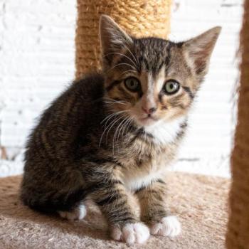Bild von Miau