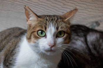 Lila Bild von Lila