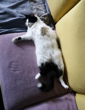 Bild von Mickey