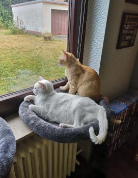 Bild von Cachopo