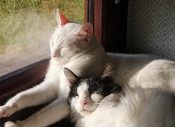 Bild von Copito