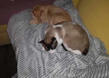 Sasha Bild von Sasha