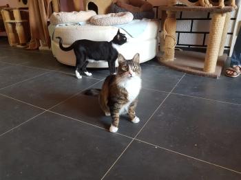 Gizmo Bild von Gizmo