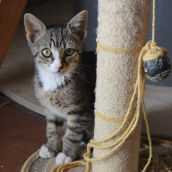 Bild von Miau