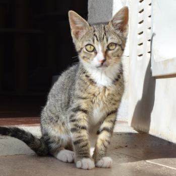 Bild von Miau