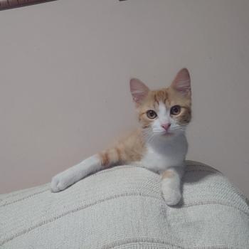 Tazz Bild von Tazz