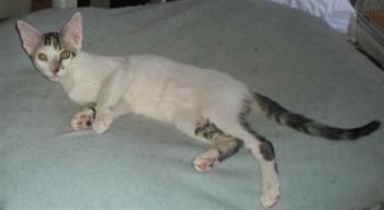Henry Bild von Henry