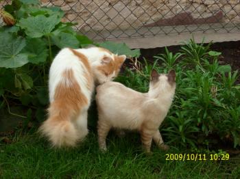 Biberonui Bild von Biberoni