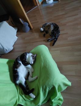 Caramel Bild von Caramel