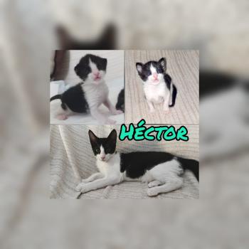 Bild von Hector