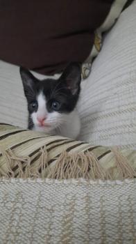 Bild von Hector