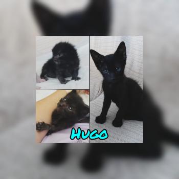 Hugo Bild von Hugo