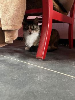 Gizmo Bild von Gizmo