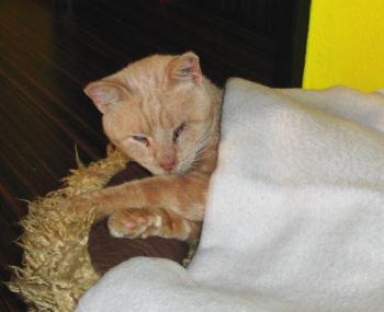 Amal in Deutschland Bild von Amal