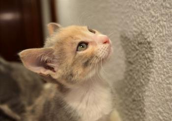 Zari Bild von Zari